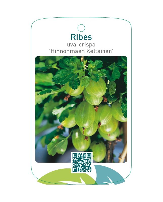 Ribes uva-crispa ‘Hinnonmäen Keltainen’