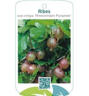 Ribes uva-crispa ‘Hinnonmäen Punainen’