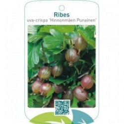 Ribes uva-crispa ‘Hinnonmäen Punainen’