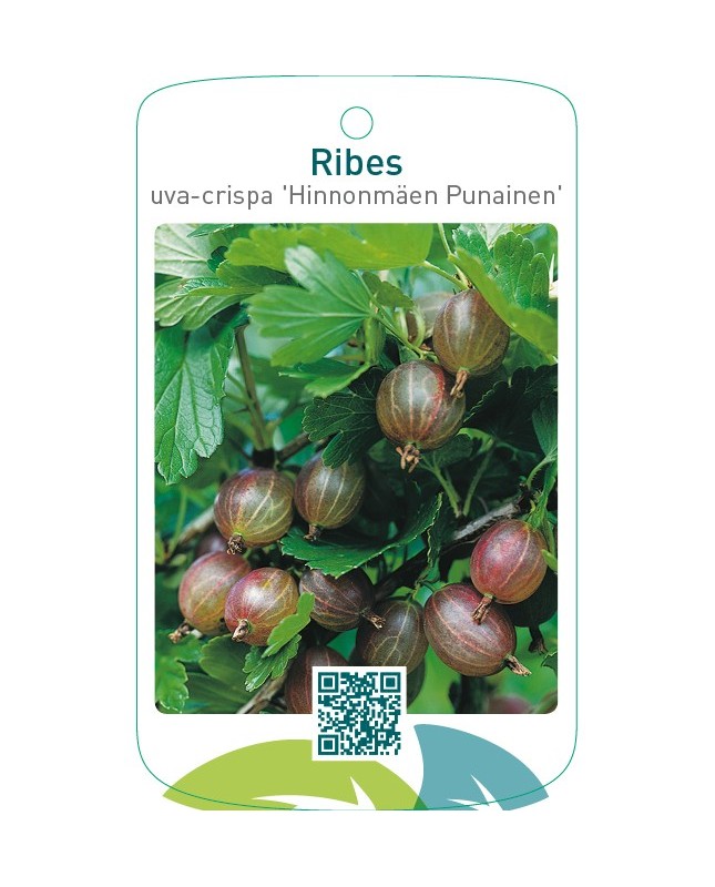 Ribes uva-crispa ‘Hinnonmäen Punainen’
