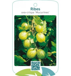 Ribes uva-crispa ‘Mucurines’
