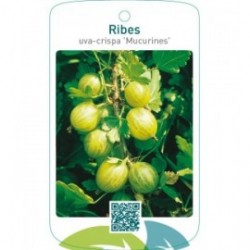 Ribes uva-crispa ‘Mucurines’