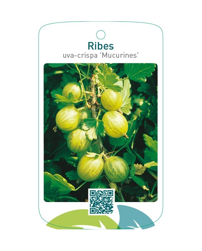 Ribes uva-crispa ‘Mucurines’