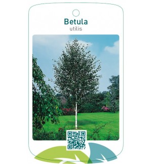 Betula utilis