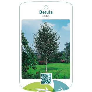 Betula utilis