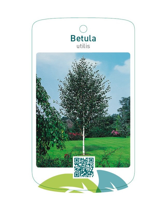 Betula utilis