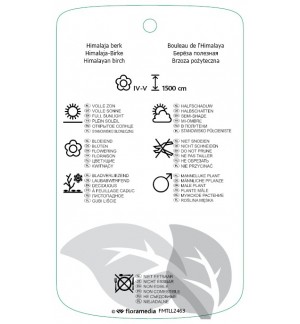 Etichette di Betula utilis *