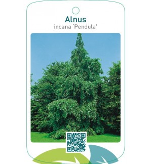 Alnus incana ‘Pendula’