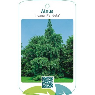 Alnus incana ‘Pendula’