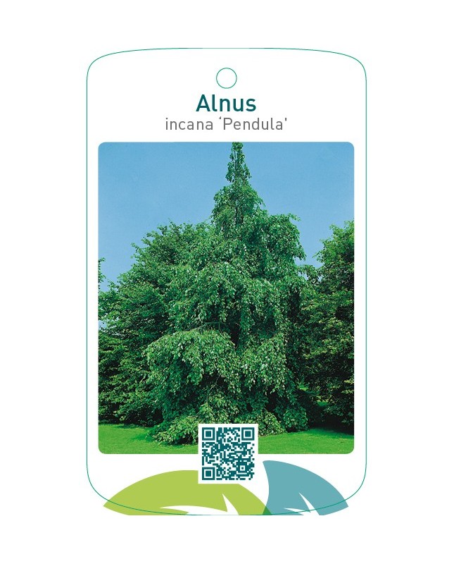 Alnus incana ‘Pendula’