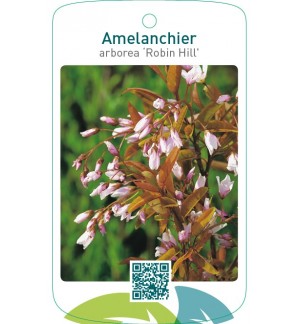 Amelanchier arborea 'Robin Hill'