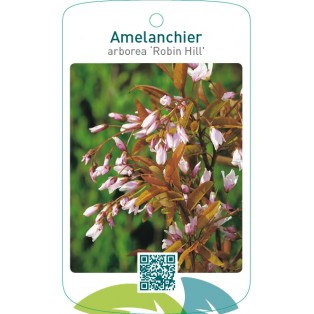 Amelanchier arborea 'Robin Hill'