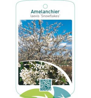 Amelanchier laevis ‘Snowflakes’