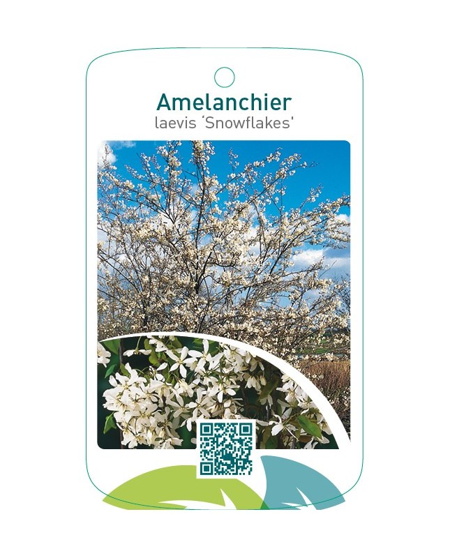 Amelanchier laevis ‘Snowflakes’