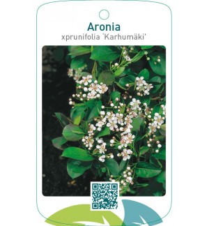 Aronia xprunifolia ‘Karhumäki’