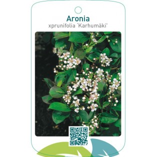 Aronia xprunifolia ‘Karhumäki’