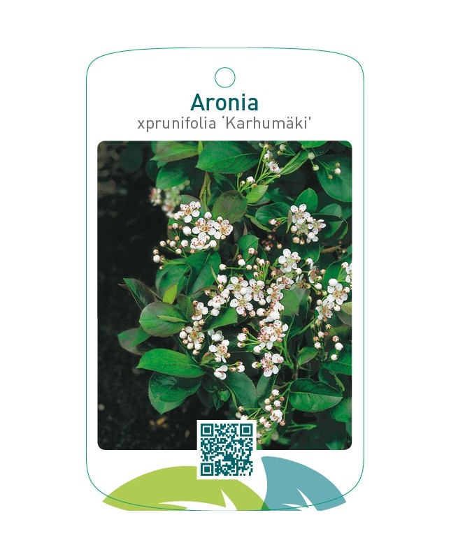Aronia xprunifolia ‘Karhumäki’
