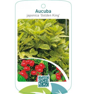 Aucuba japonica ‘Golden King’