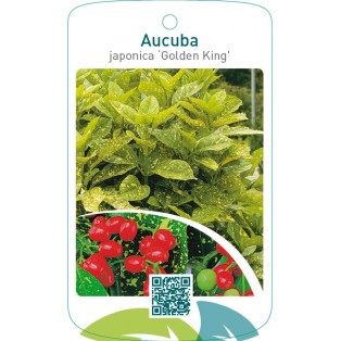 Aucuba japonica ‘Golden King’