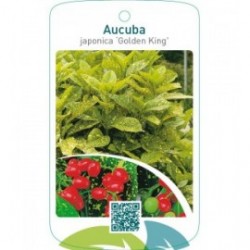 Aucuba japonica ‘Golden King’