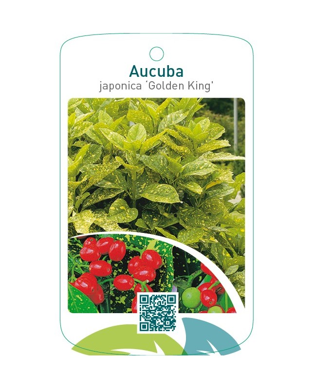Aucuba japonica ‘Golden King’