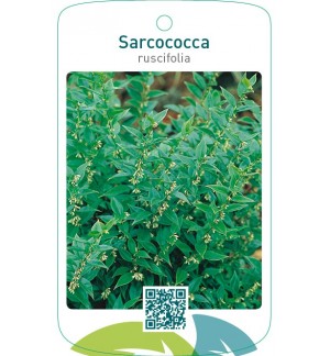 Sarcococca ruscifolia