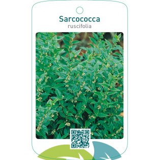 Sarcococca ruscifolia