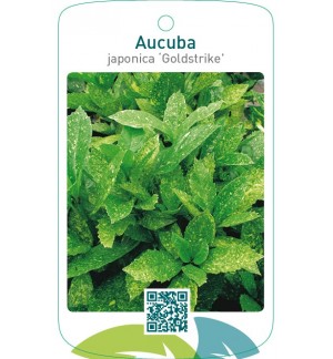 Aucuba japonica ‘Goldstrike’