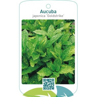 Aucuba japonica ‘Goldstrike’