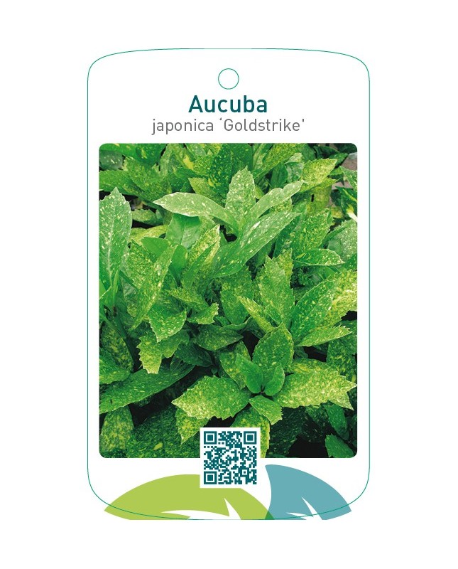 Aucuba japonica ‘Goldstrike’