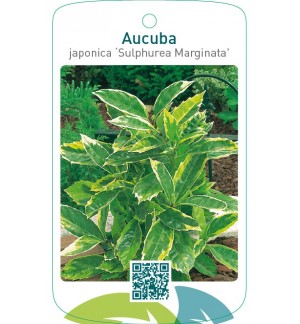 Aucuba japonica ‘Sulphurea Marginata’