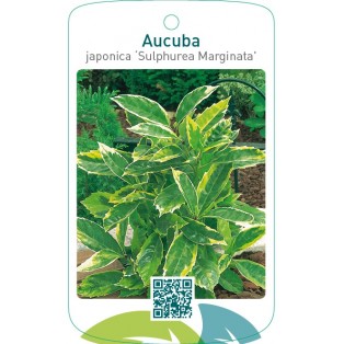 Aucuba japonica ‘Sulphurea Marginata’