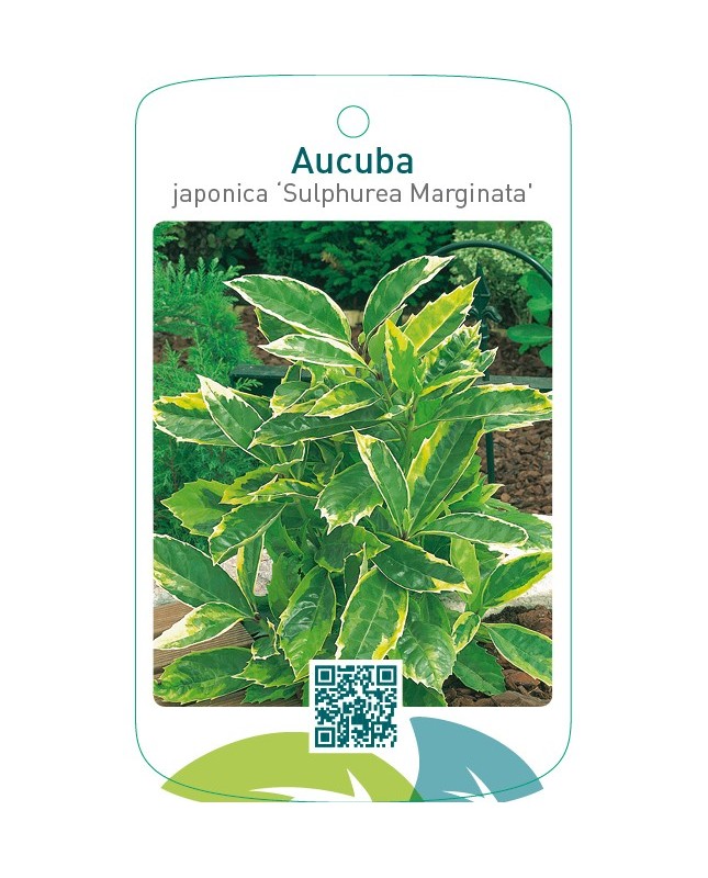 Aucuba japonica ‘Sulphurea Marginata’