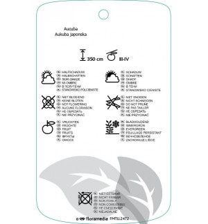 Etichette di Aucuba japonica ‘Sulphurea Marginata’ *