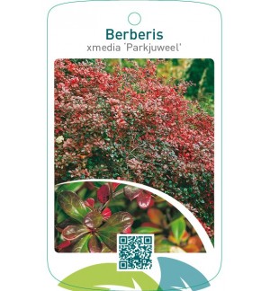 Berberis xmedia ‘Parkjuweel’