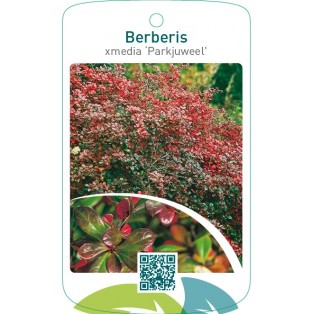 Berberis xmedia ‘Parkjuweel’