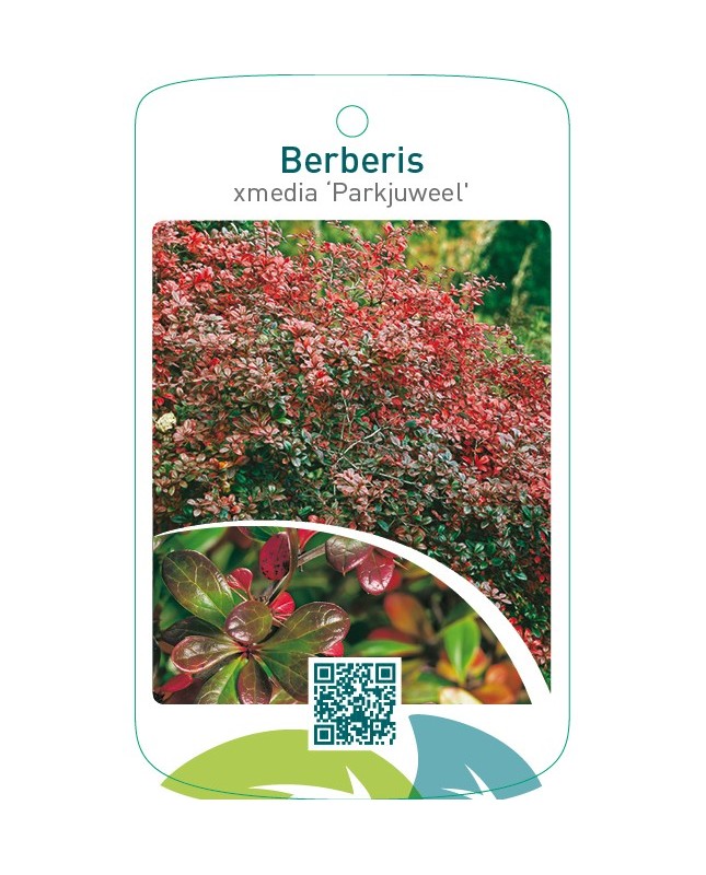 Berberis xmedia ‘Parkjuweel’