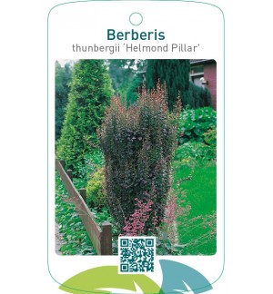 Berberis thunbergii ‘Helmond Pillar’
