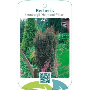 Berberis thunbergii ‘Helmond Pillar’