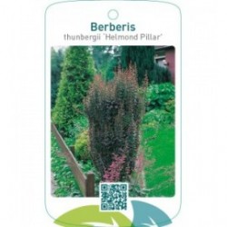 Berberis thunbergii ‘Helmond Pillar’