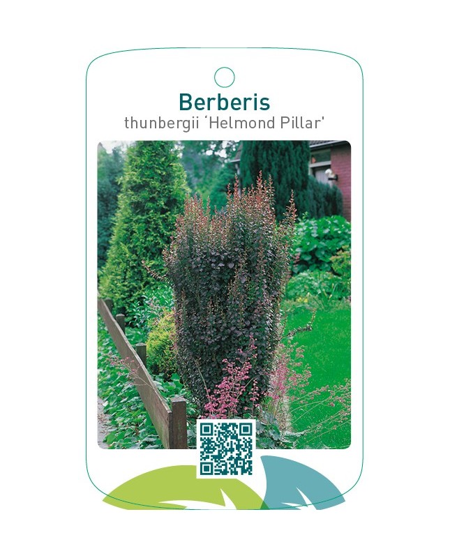 Berberis thunbergii ‘Helmond Pillar’
