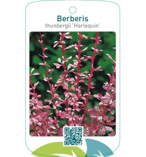 Berberis thunbergii ‘Harlequin’