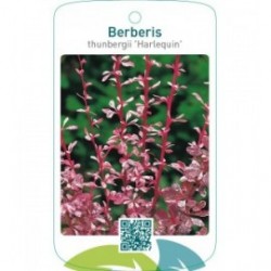 Berberis thunbergii ‘Harlequin’