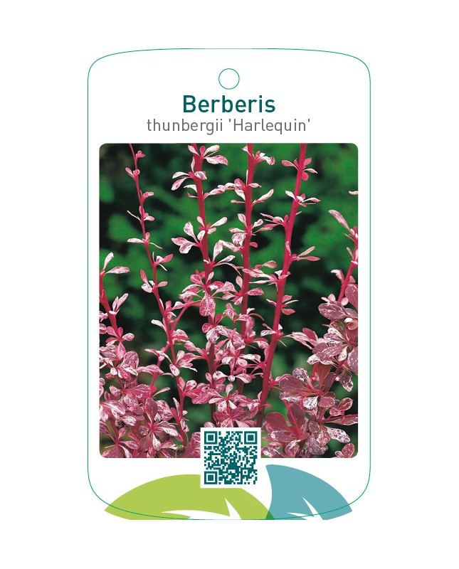 Berberis thunbergii ‘Harlequin’