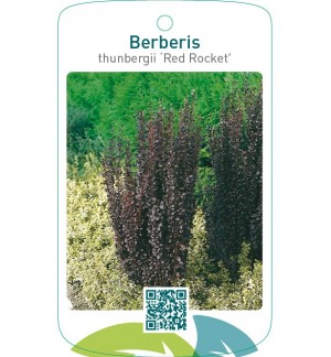Berberis thunbergii ‘Red Rocket’