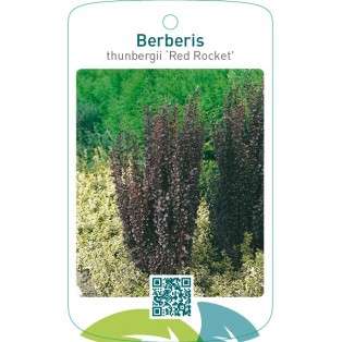 Berberis thunbergii ‘Red Rocket’