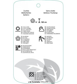 Etichette di Berberis thunbergii ‘Red Rocket’ *