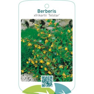 Berberis xfrikartii ‘Telstar’