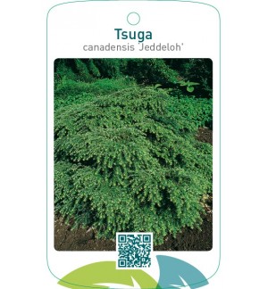 Tsuga canadensis ‘Jeddeloh’