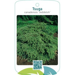Tsuga canadensis ‘Jeddeloh’